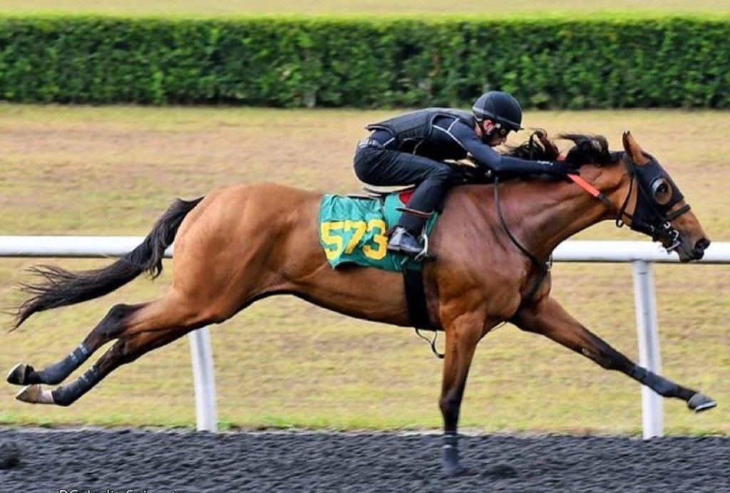 O Treinamento do Cavalo de Corrida